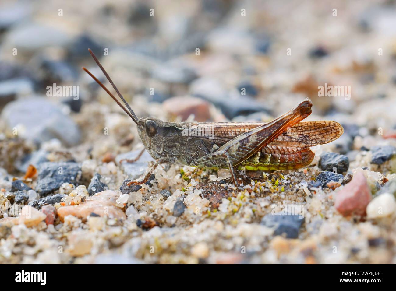 Bow-winged grasshopper (Chorthippus biguttulus, Stauroderus biguttulus, Chorthippus variabilis), Male on gravel, Germany Stock Photo