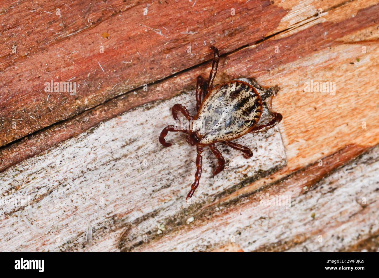 ornate cow tick, ornate dog tick, meadow tick, marsh tick (Dermacentor reticulatus, Dermacentor pictus), sits on wood Stock Photo