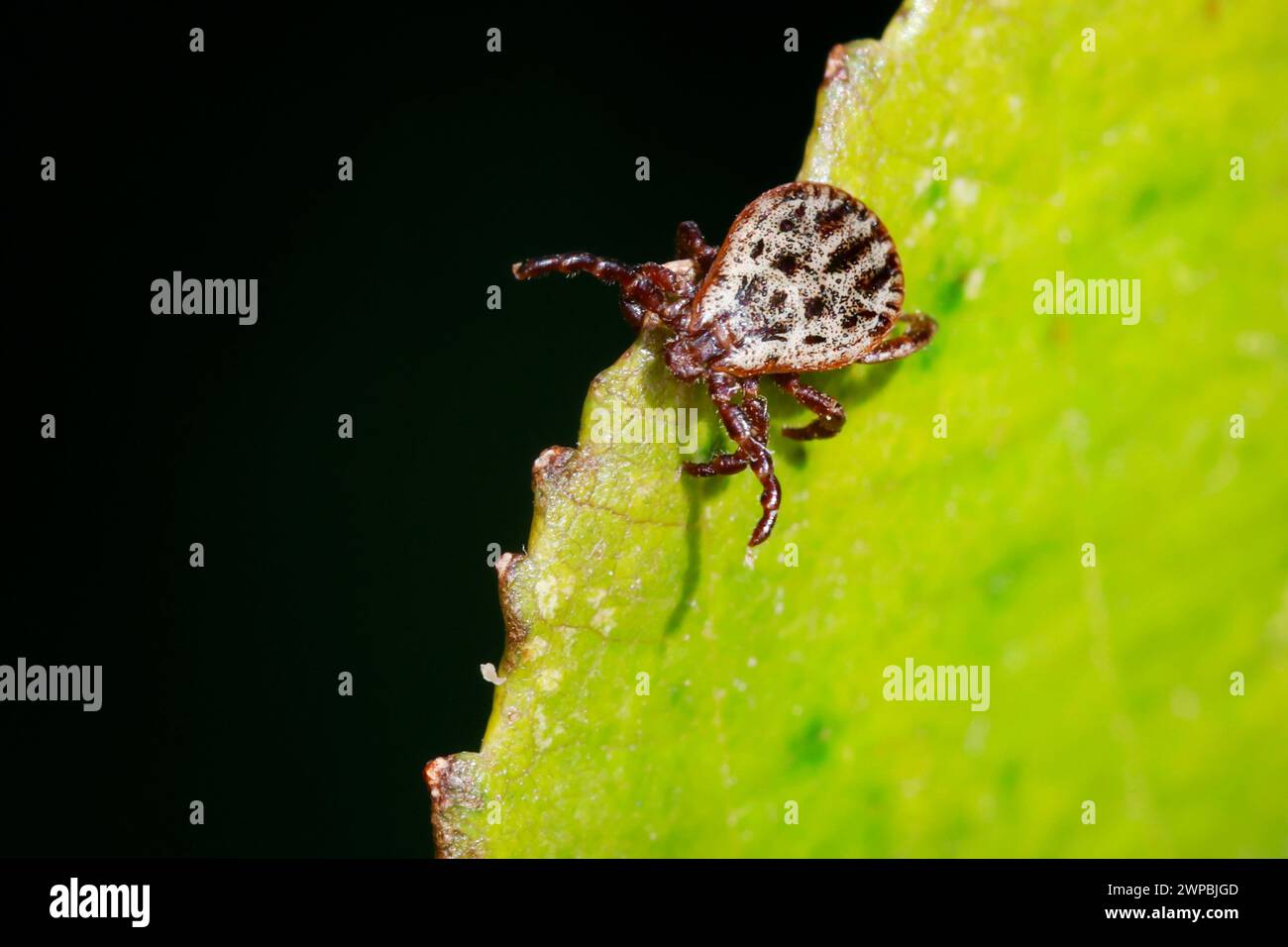 ornate cow tick, ornate dog tick, meadow tick, marsh tick (Dermacentor reticulatus, Dermacentor pictus), sits on a leaf and lurks Stock Photo