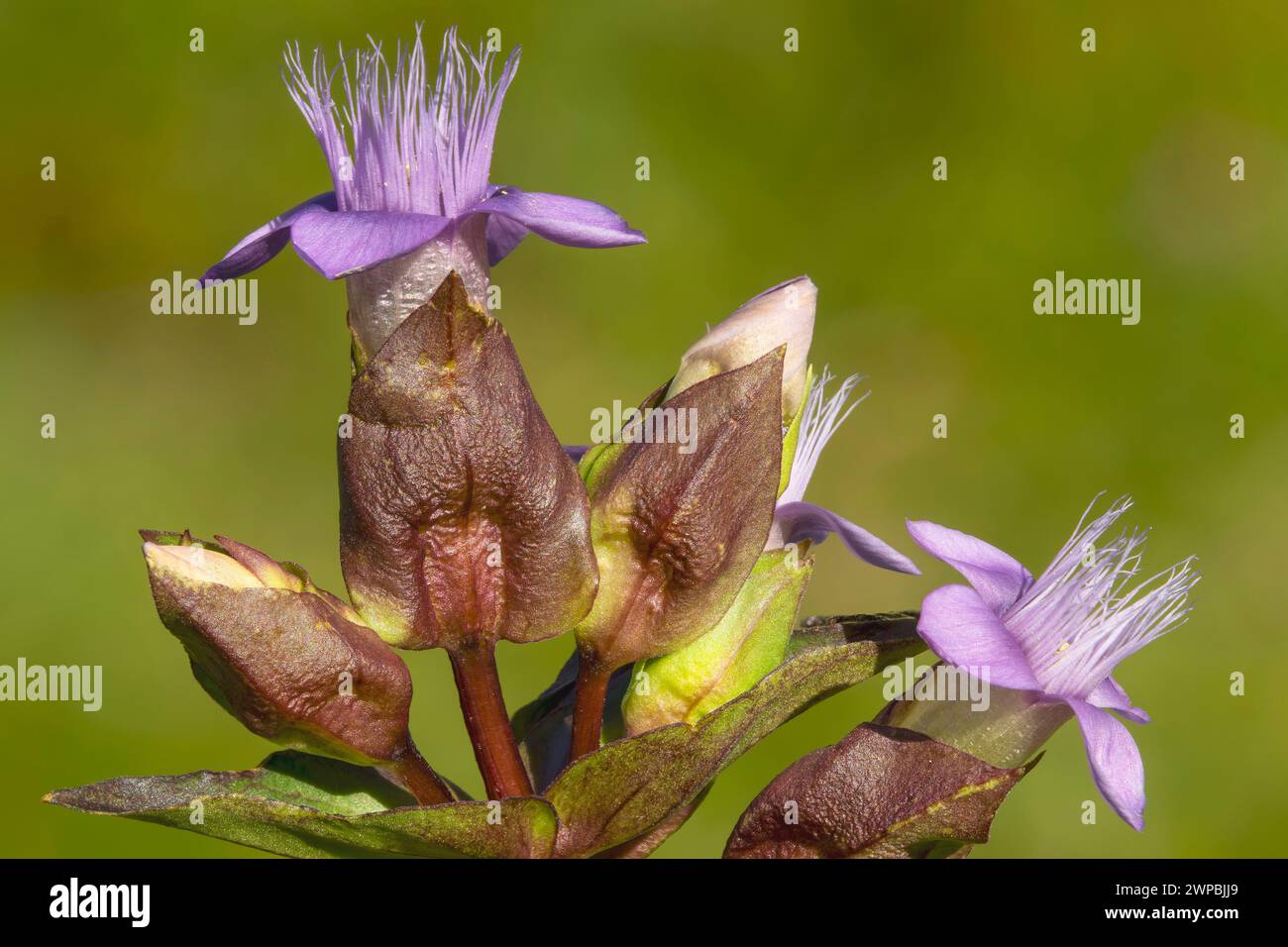 Field gentian (Gentianella campestris, Gentiana campestris), blooming, Germany, Bavaria, Murnauer Moos Stock Photo