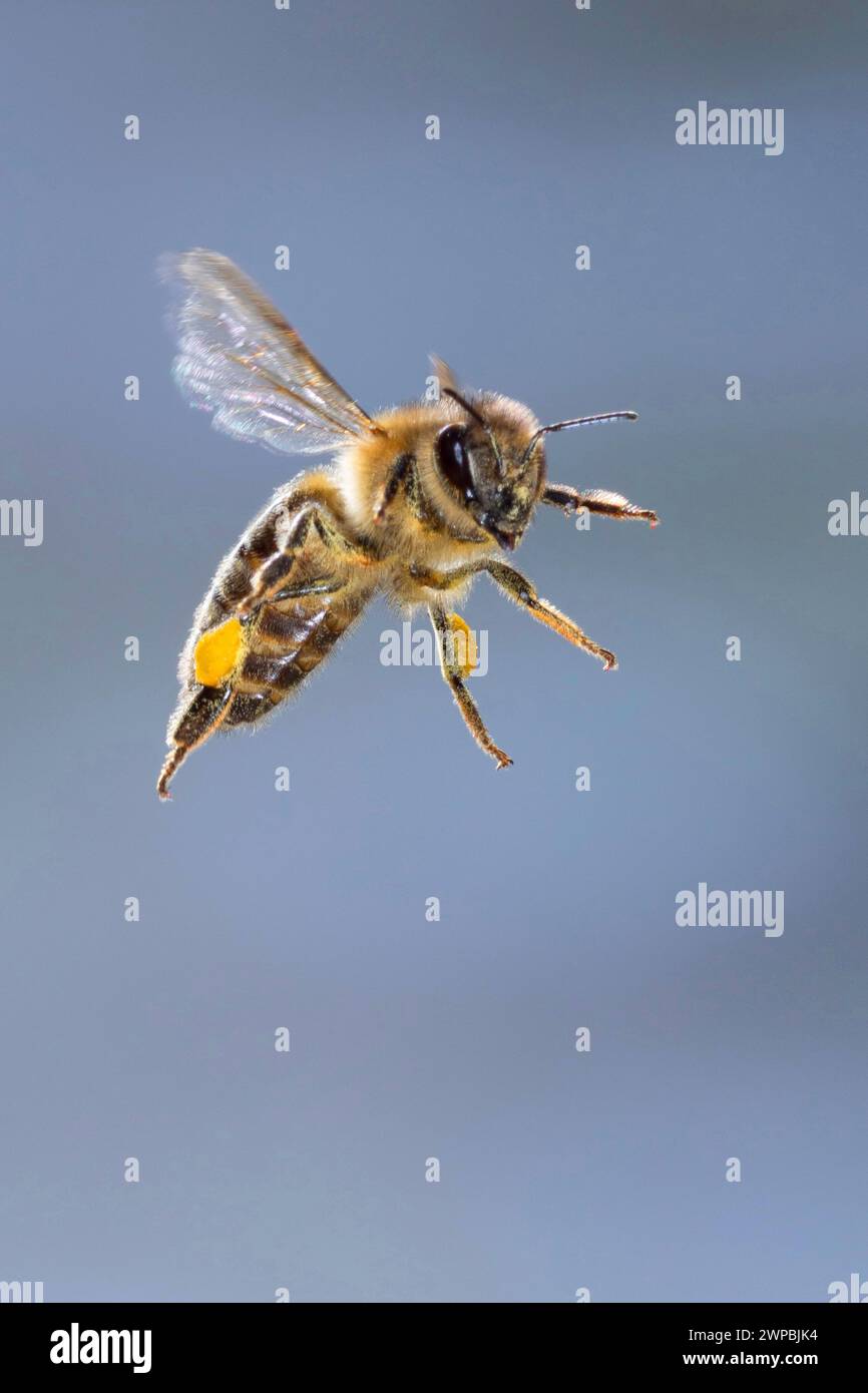honey bee, hive bee (Apis mellifera mellifera), in flight, with pollen loads, High-speed photography, Germany Stock Photo