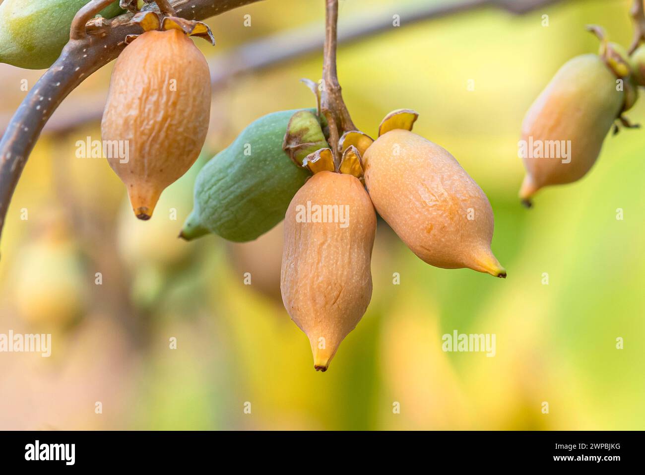 silver vine, matatabi, cat powder (Actinidia polygama), fruits on a branch Stock Photo