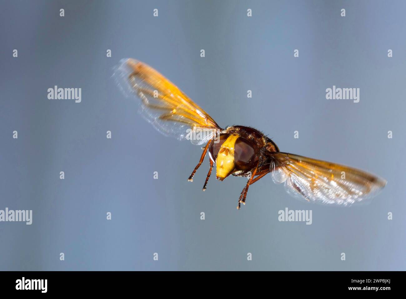 Hornet mimic hoverfly (Volucella zonaria, Volucella zonalis), female in flight, thigh speed photography, Germany Stock Photo