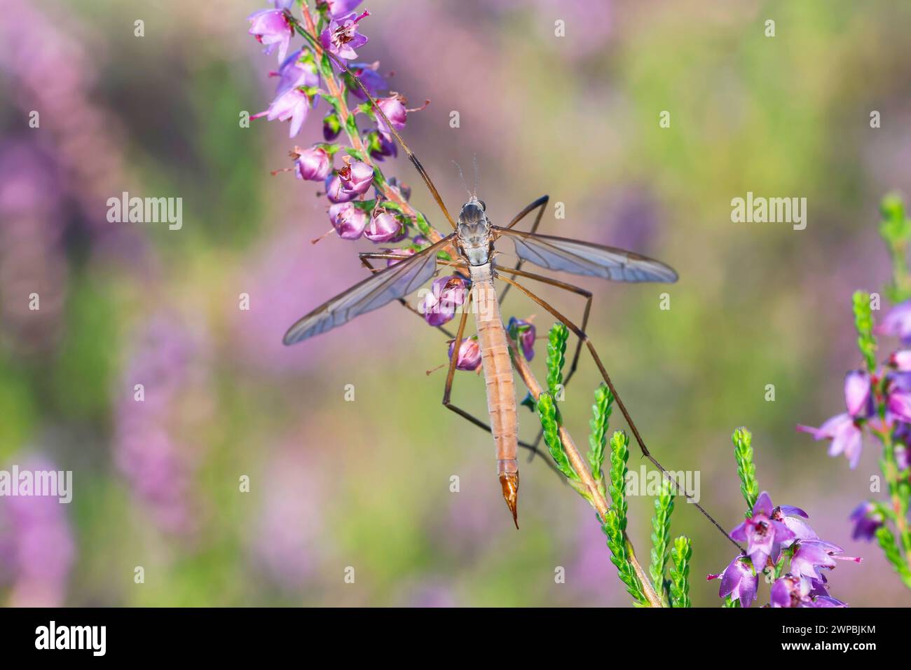 Meadow cranefly, Grey daddy-long-legs (Tipula paludosa), female sitting on heather, dorsal view, Germany Stock Photo