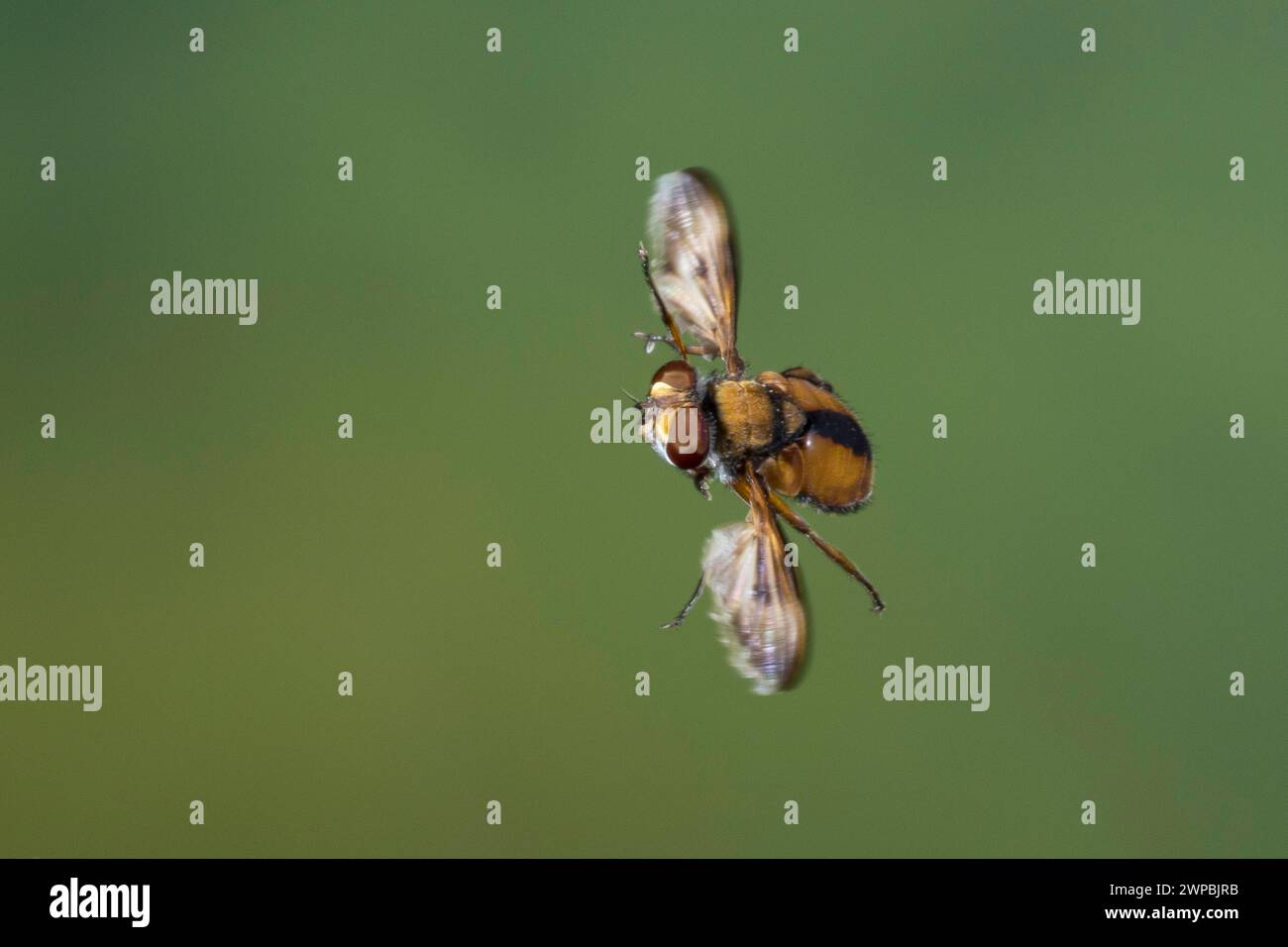Parasite fly, Tachinid Fly (Ectophasia crassipennis), male in fligh, thigh speed photography, Germany Stock Photo