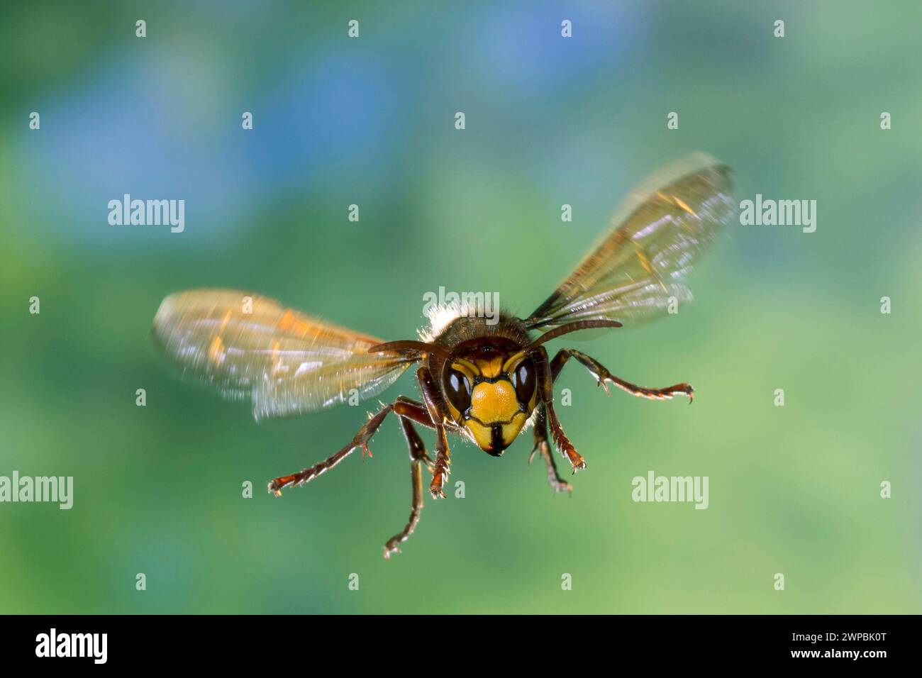 hornet, brown hornet, European hornet (Vespa crabro), in flight, high speed photography, Germany Stock Photo