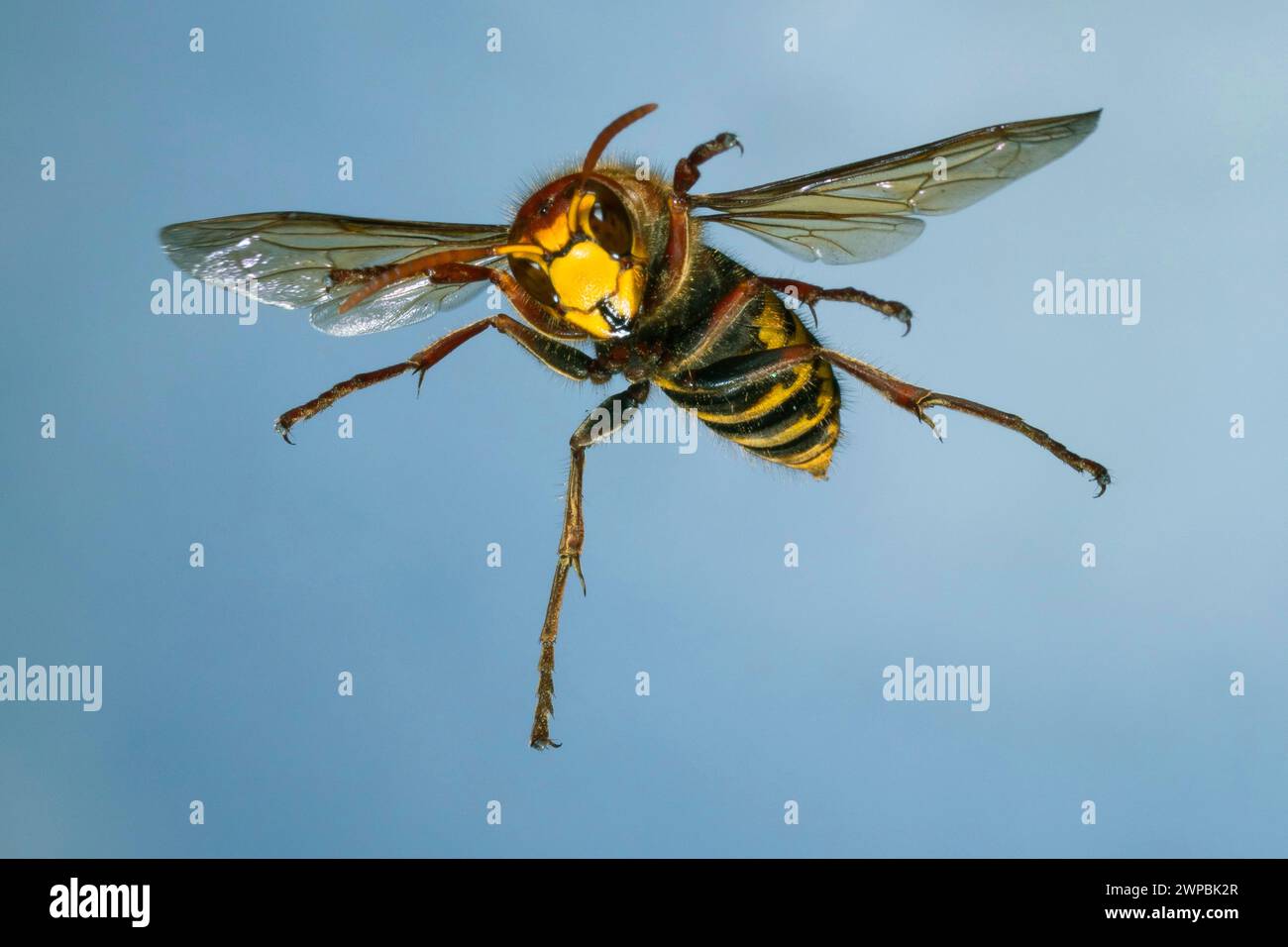 hornet, brown hornet, European hornet (Vespa crabro), in flight, high speed photography, Germany Stock Photo