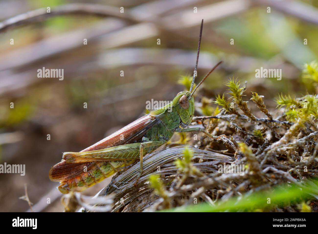 Field grasshopper, Common field grasshopper (Chorthippus brunneus, Glyptobothrus brunneus, Chorthippus bicolor, Stauroderus brunneus), male on moss, s Stock Photo