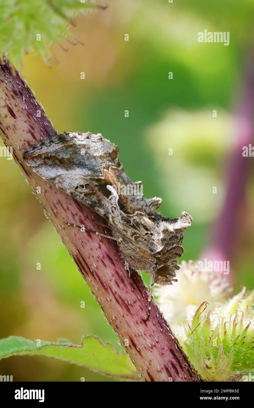 Silver Y (Autographa gamma), sitting at a plant stem, side view, Germany Stock Photo