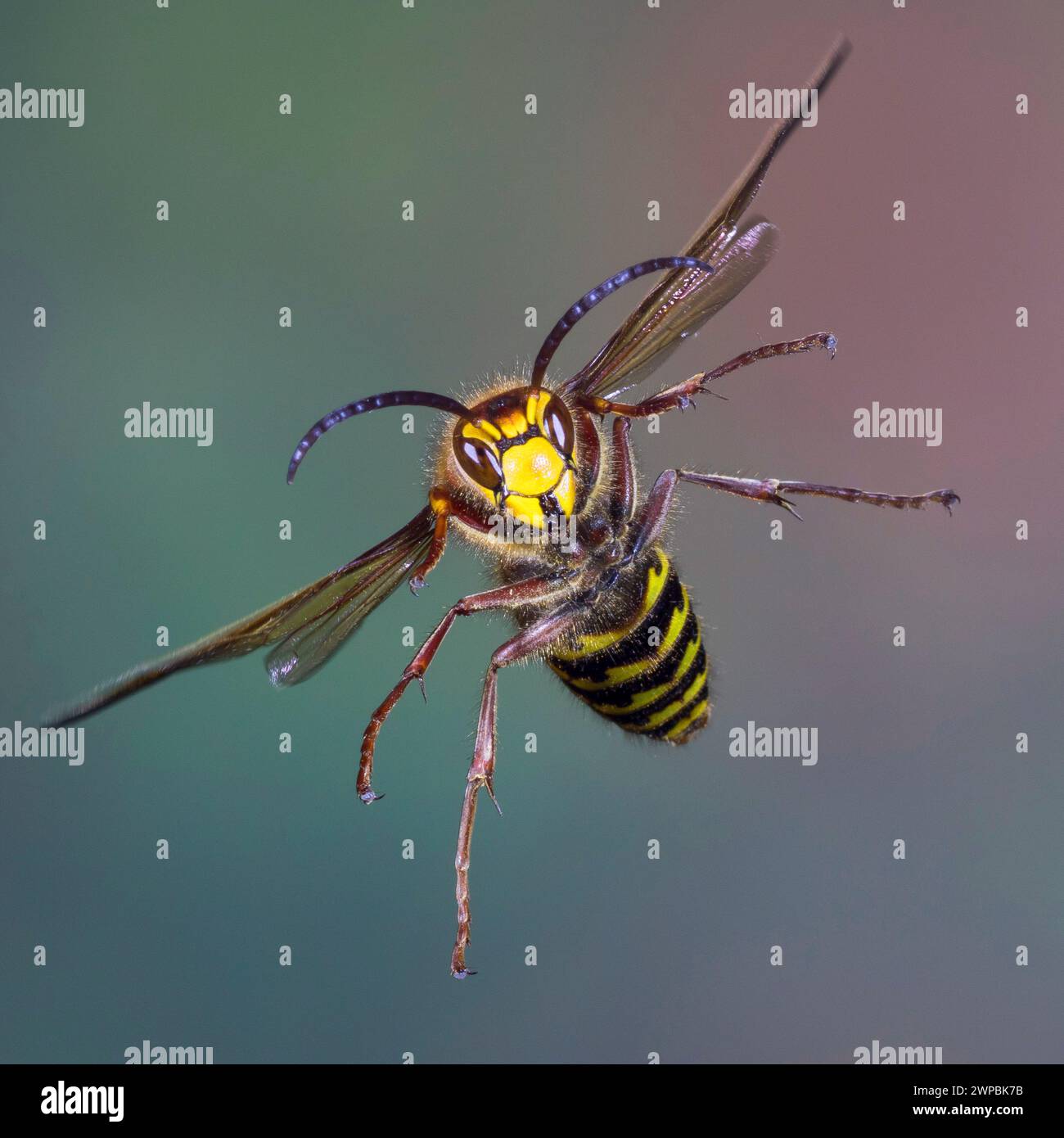 hornet, brown hornet, European hornet (Vespa crabro), in flight, high speed photography, Germany Stock Photo