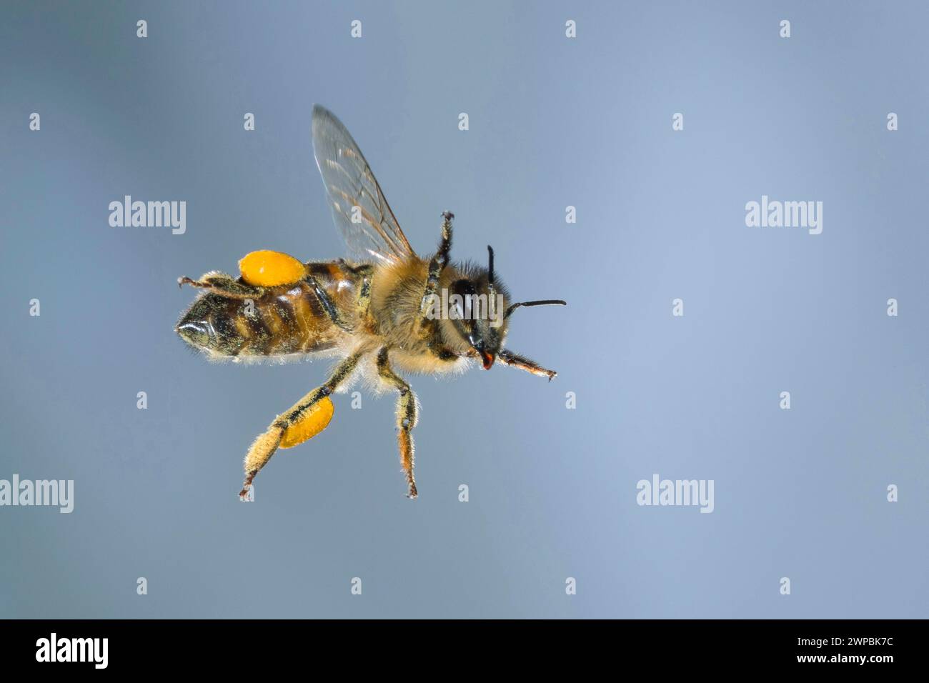 honey bee, hive bee (Apis mellifera mellifera), in flight, with pollen loads, High-speed photography, Germany Stock Photo