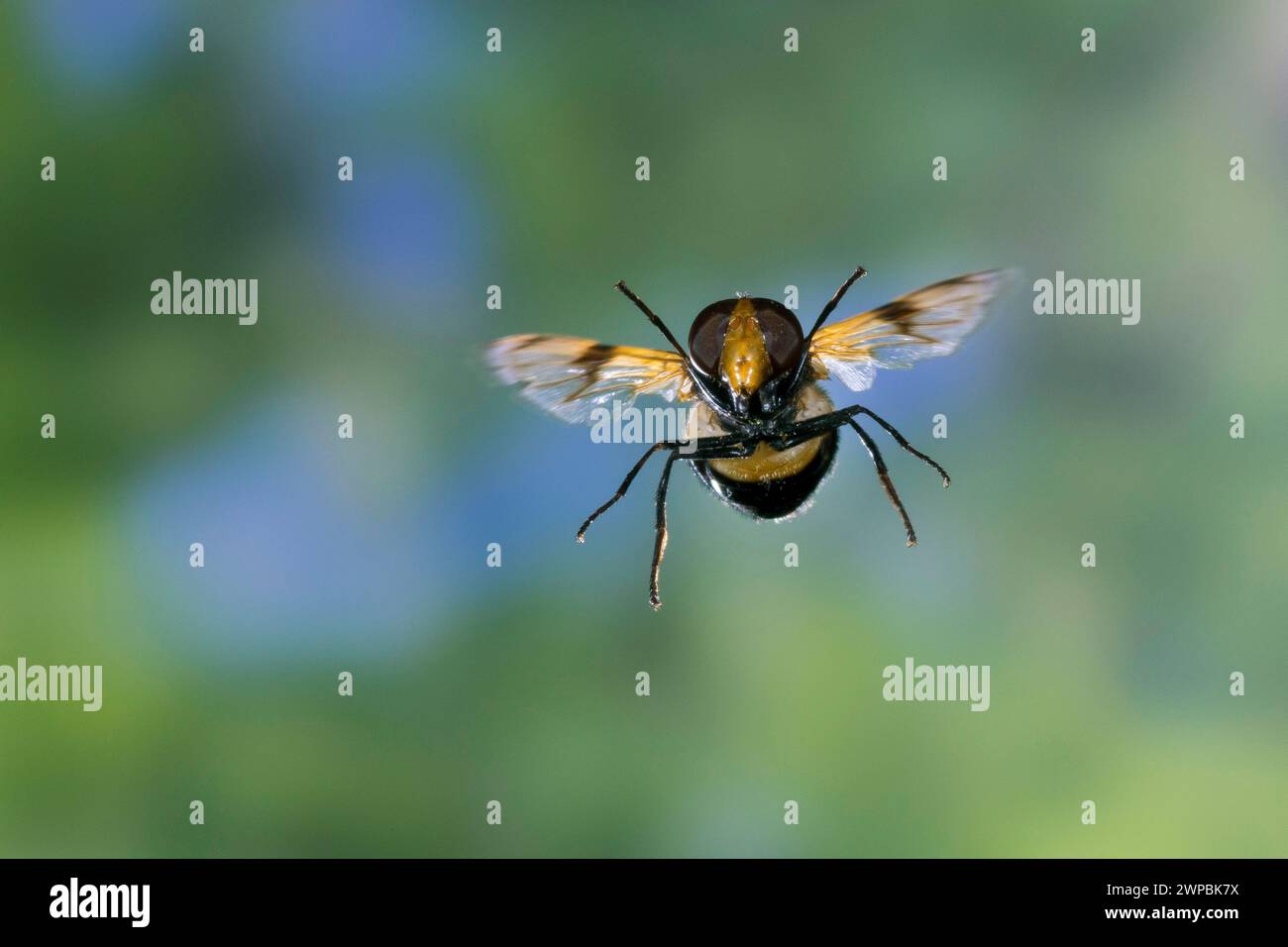 Pellucid Hoverfly, Pellucid Fly (Volucella pellucens), female in flight, thigh speed photography, Germany Stock Photo