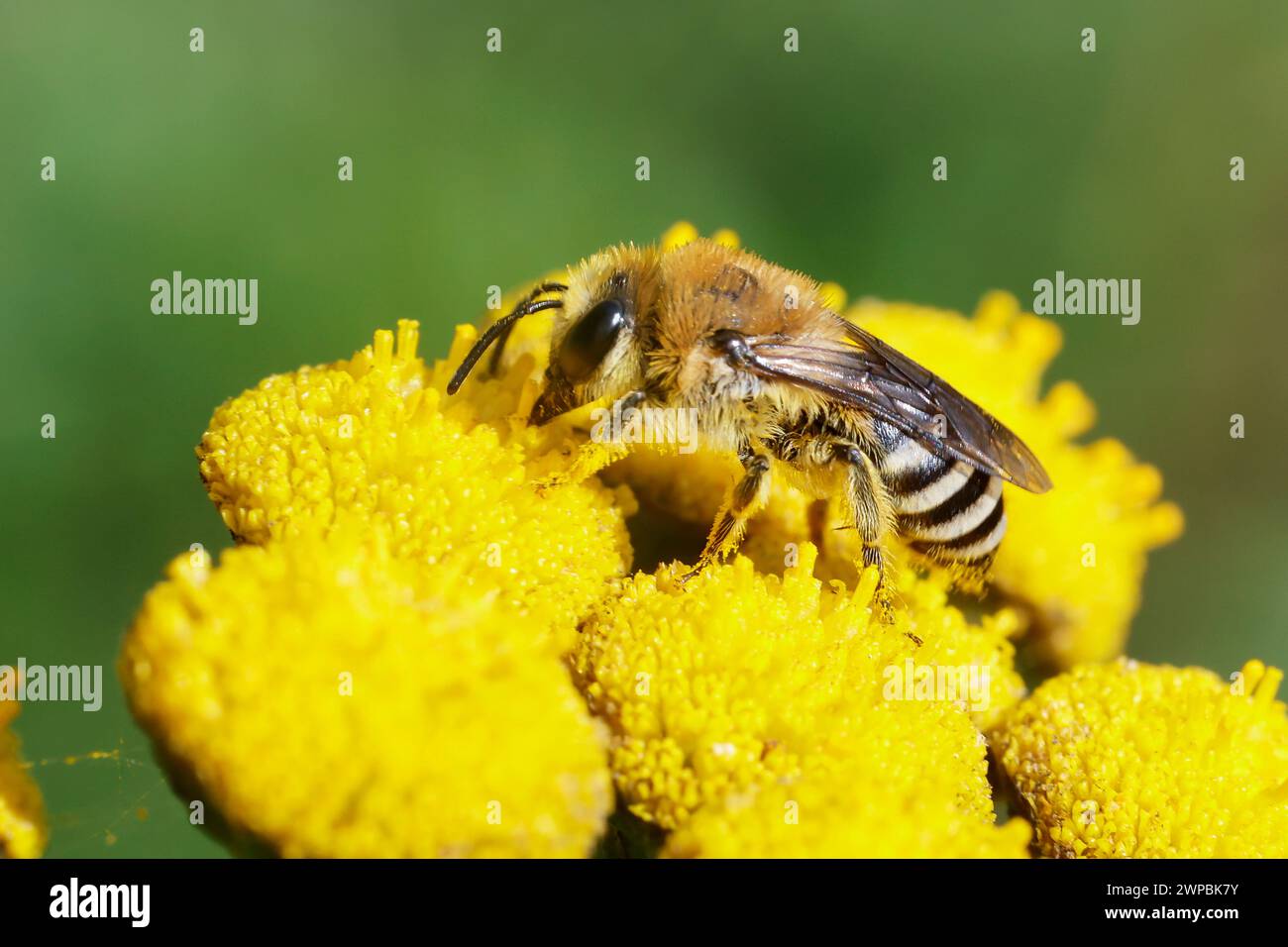 plasterer bees (Colletes spec.), on Tanacetum, Germany Stock Photo