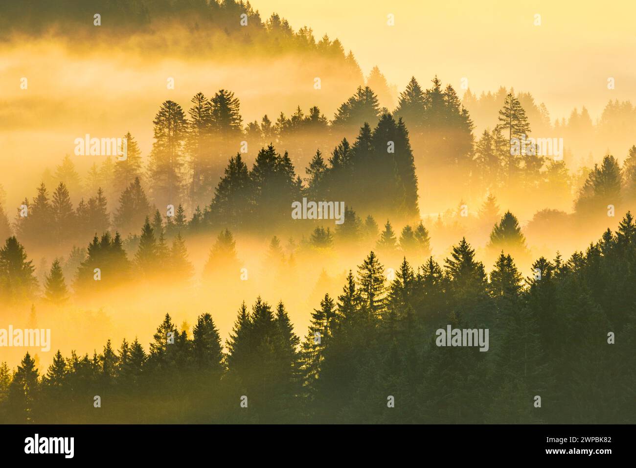 Norway spruce (Picea abies), Fog and forest in Oberaegeri at sunrise, Switzerland, Kanton Zug, Oberaegeri Stock Photo