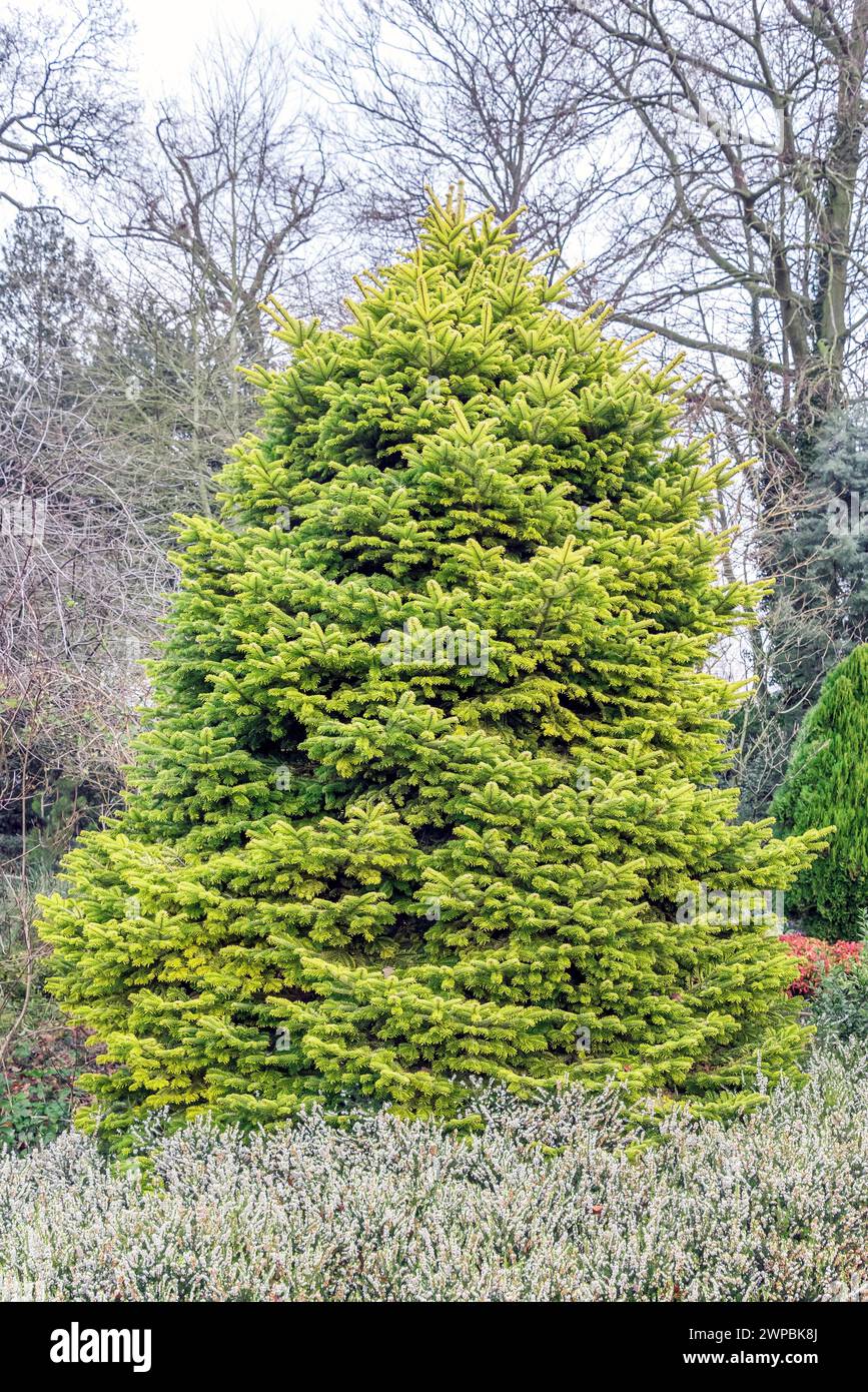 Nordman fir (Abies nordmanniana 'Golden Spreader', Abies nordmanniana Golden Spreader), habitu, cultivar Golden Spreader Stock Photo