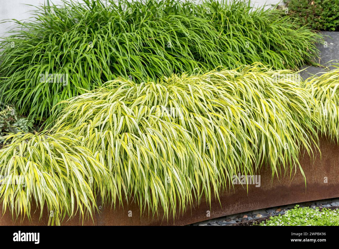 Japanese forest grass, Hakone grass (Hakonechloa macra 'Aureola', Hakonechloa macra Aureola), cultivar Aureola, Europe, Bundesrepublik Deutschland Stock Photo