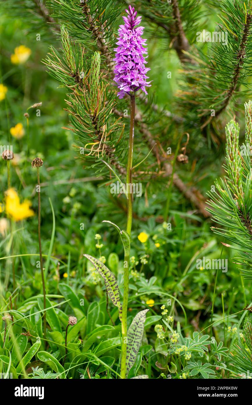 heath spotted orchid (Dactylorhiza maculata s.l.), blooming, Austria, Tyrol, Hahntennjoch Stock Photo