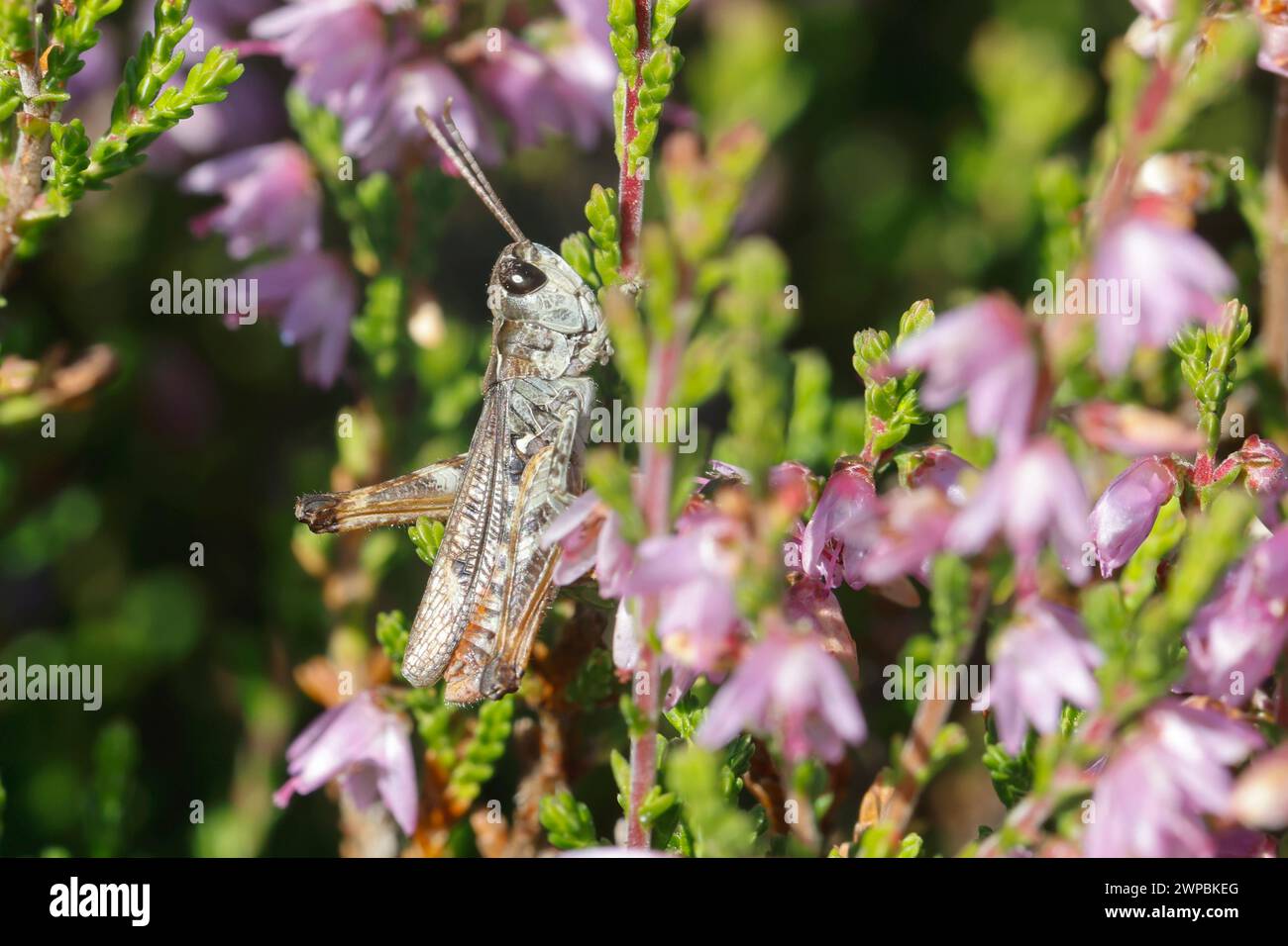 mottled grasshopper (Myrmeleotettix maculatus, Gomphocerus maculatus), male sits on heather, Germany Stock Photo