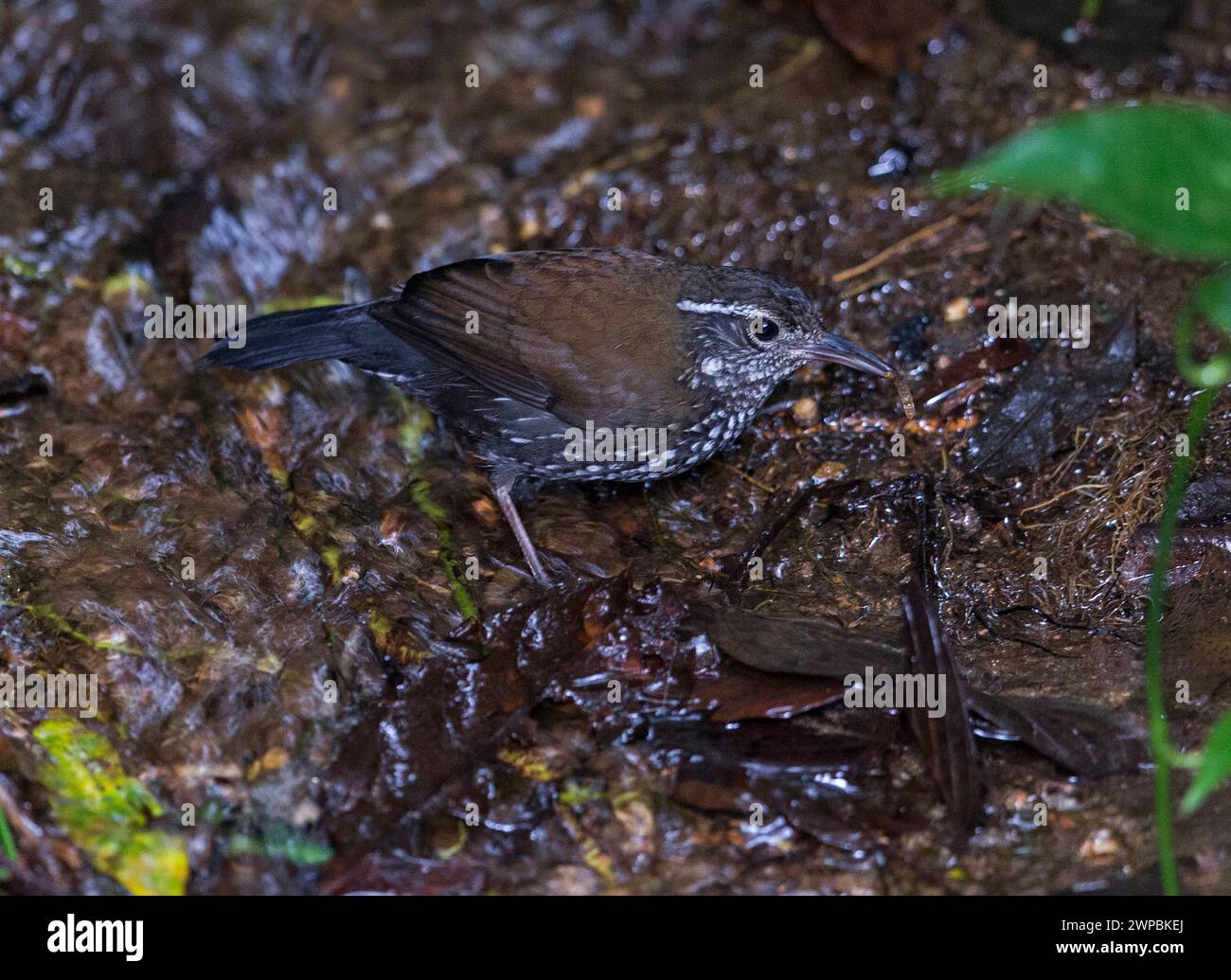 sharp-tailed streamcreeper (Lochmias nematura), on the ground, Brazil Stock Photo