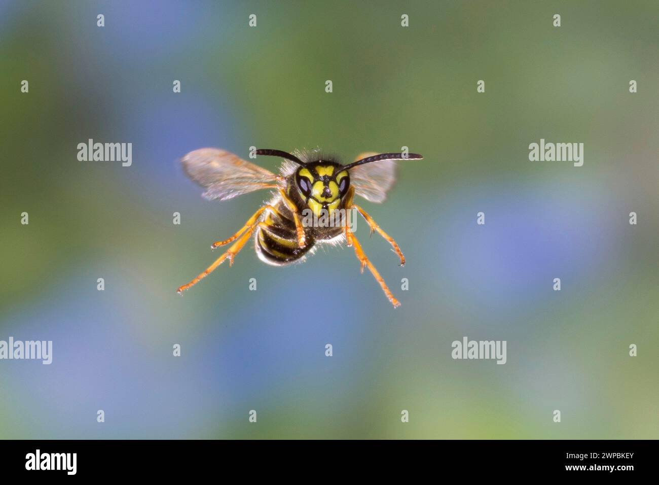 common wasp (Vespula vulgaris, Paravespula vulgaris), in flight, high speed photography, Germany Stock Photo