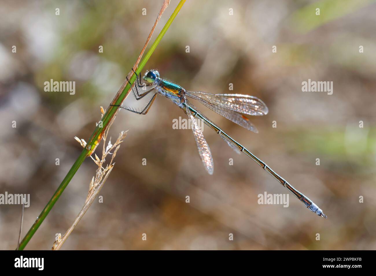lesser emerald damselfly (Lestes virens), male at a plant stem, side ...