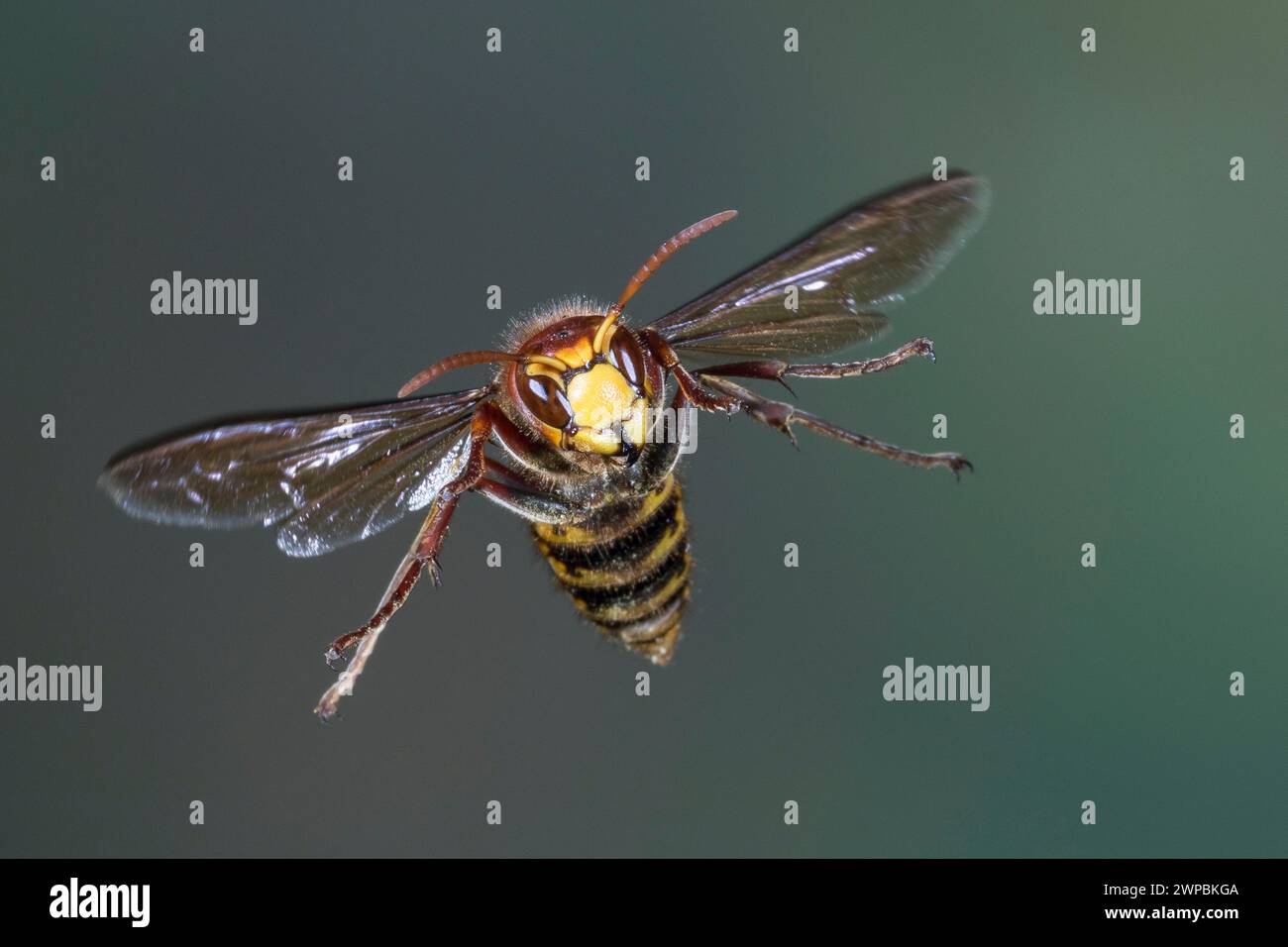 hornet, brown hornet, European hornet (Vespa crabro), in flight, high speed photography, Germany Stock Photo