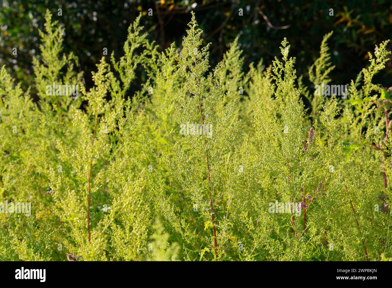 sweet wormwood, sweet annie, sweet sagewort, annual mugwort, annual wormwood (Artemisia annua, Artemisia chamomilla), group, Germany Stock Photo