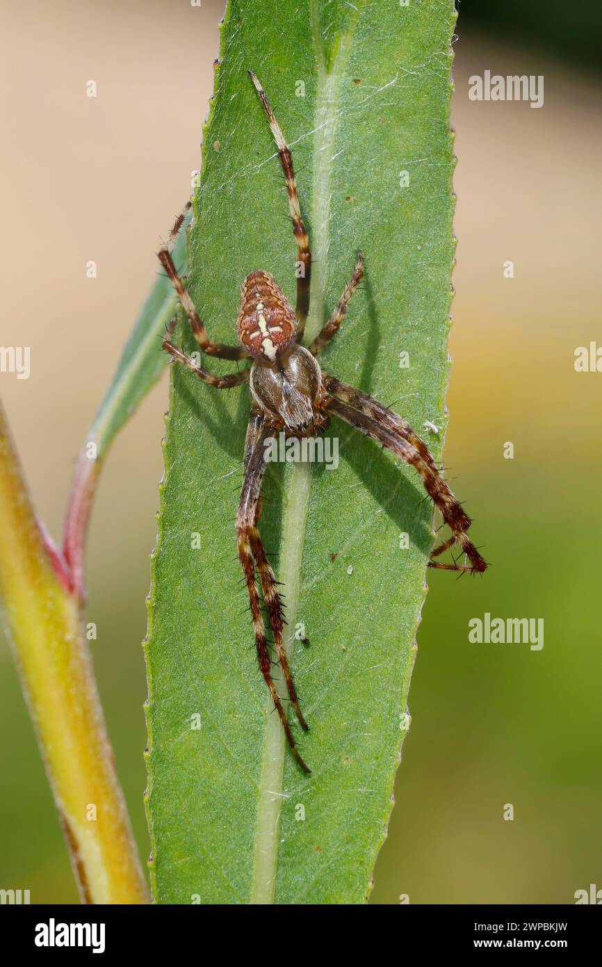 cross orbweaver, European garden spider, cross spider (Araneus diadematus), at a leaf, dorsal view, Germany Stock Photo