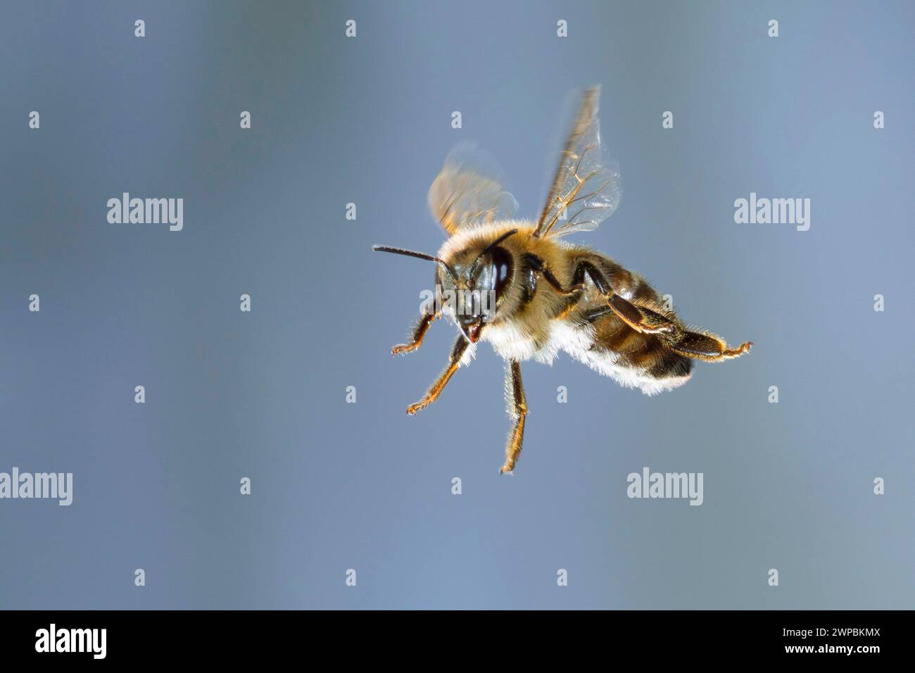 honey bee, hive bee (Apis mellifera mellifera), in flight, with pollen loads, High-speed photography, Germany Stock Photo