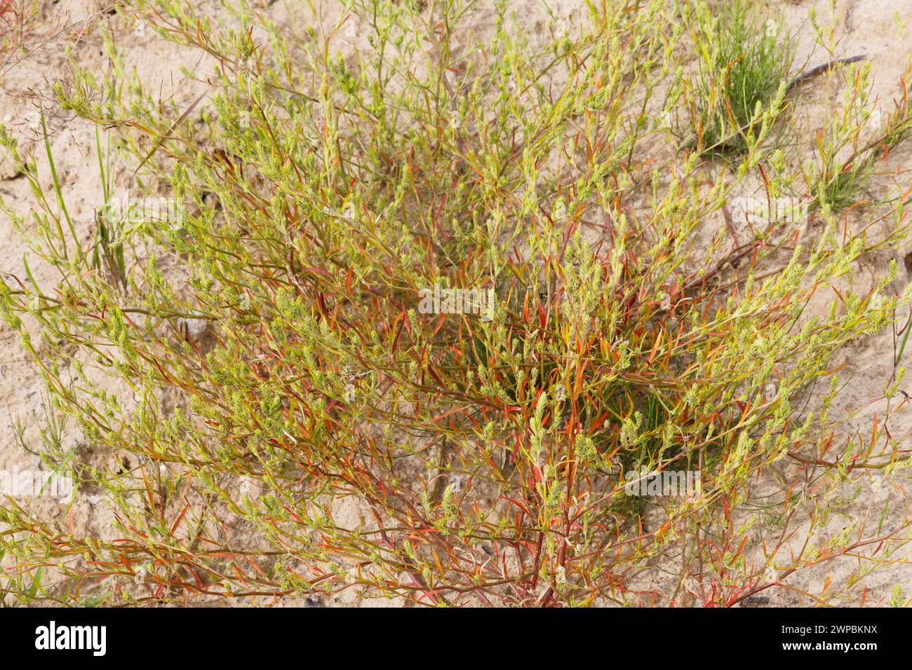 Hyssopleaf tickseed, Bugseed, Common tick-seed, Pallas bugseed (Corispermum leptopterum, Corispermum hyssopifolium, Corispermum pallasii), habit, Germ Stock Photo