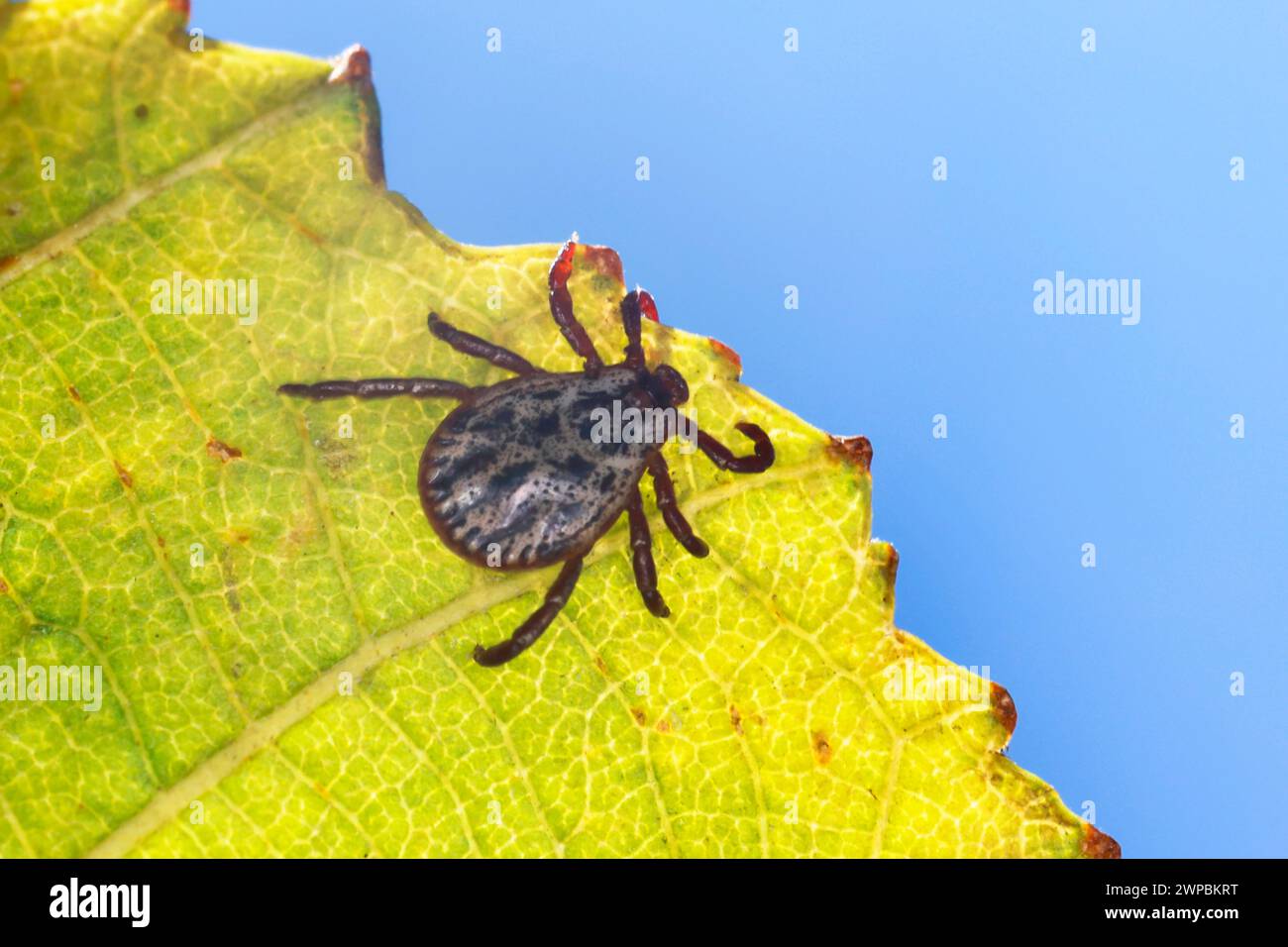 ornate cow tick, ornate dog tick, meadow tick, marsh tick (Dermacentor reticulatus, Dermacentor pictus), sits on a leaf and lurks Stock Photo