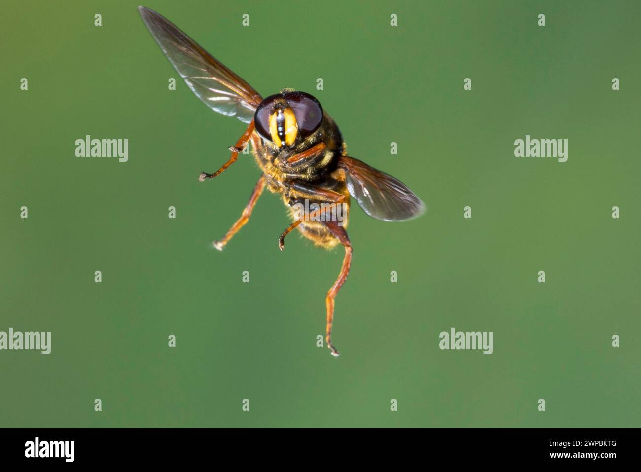 Yellow-barred Peat Hoverfly (Sericomyia silentis), male in flight, thigh speed photography, Germany Stock Photo