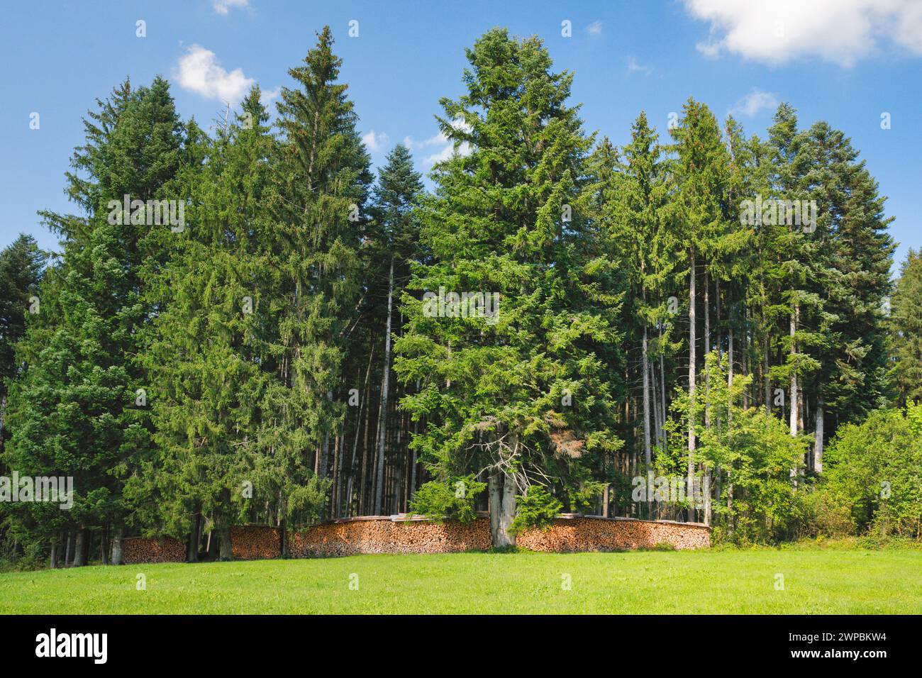 Norway spruce (Picea abies), woodpile at the edge of a spruce forest, Switzerland Stock Photo