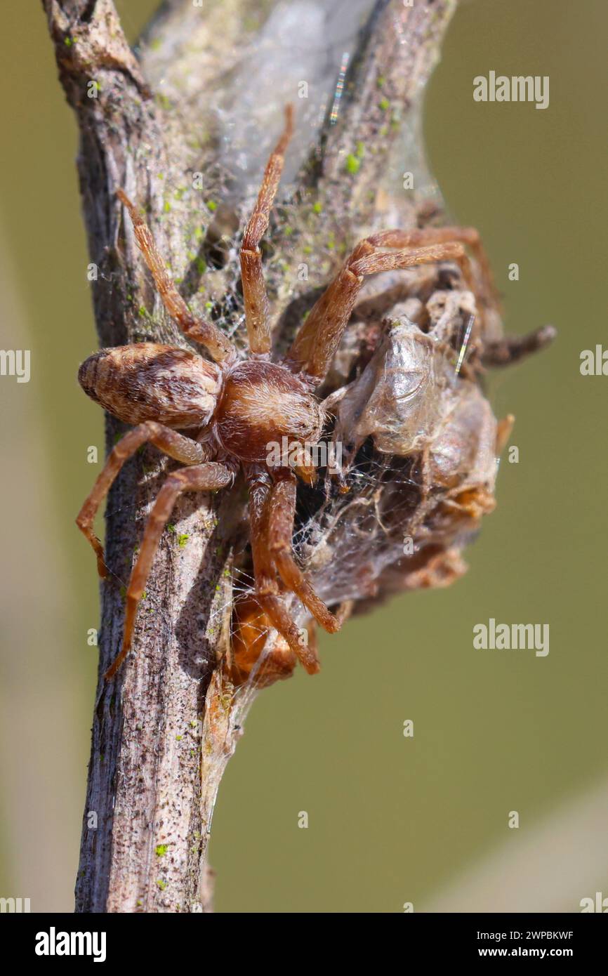 philodromid crab spider, wandering crab spider (Philodromus cf. aureolus), female at the nest, Germany Stock Photo