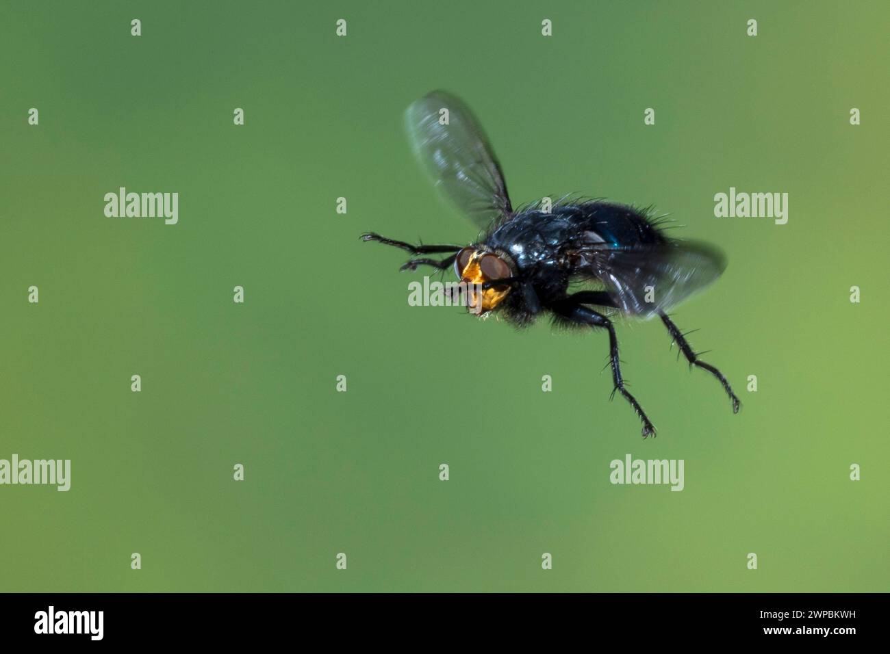 Fly of the dead, Bluebottle Blow Fly (Cynomya mortuorum, Cynomya hirta), male in flight, high speed photography, Germany Stock Photo