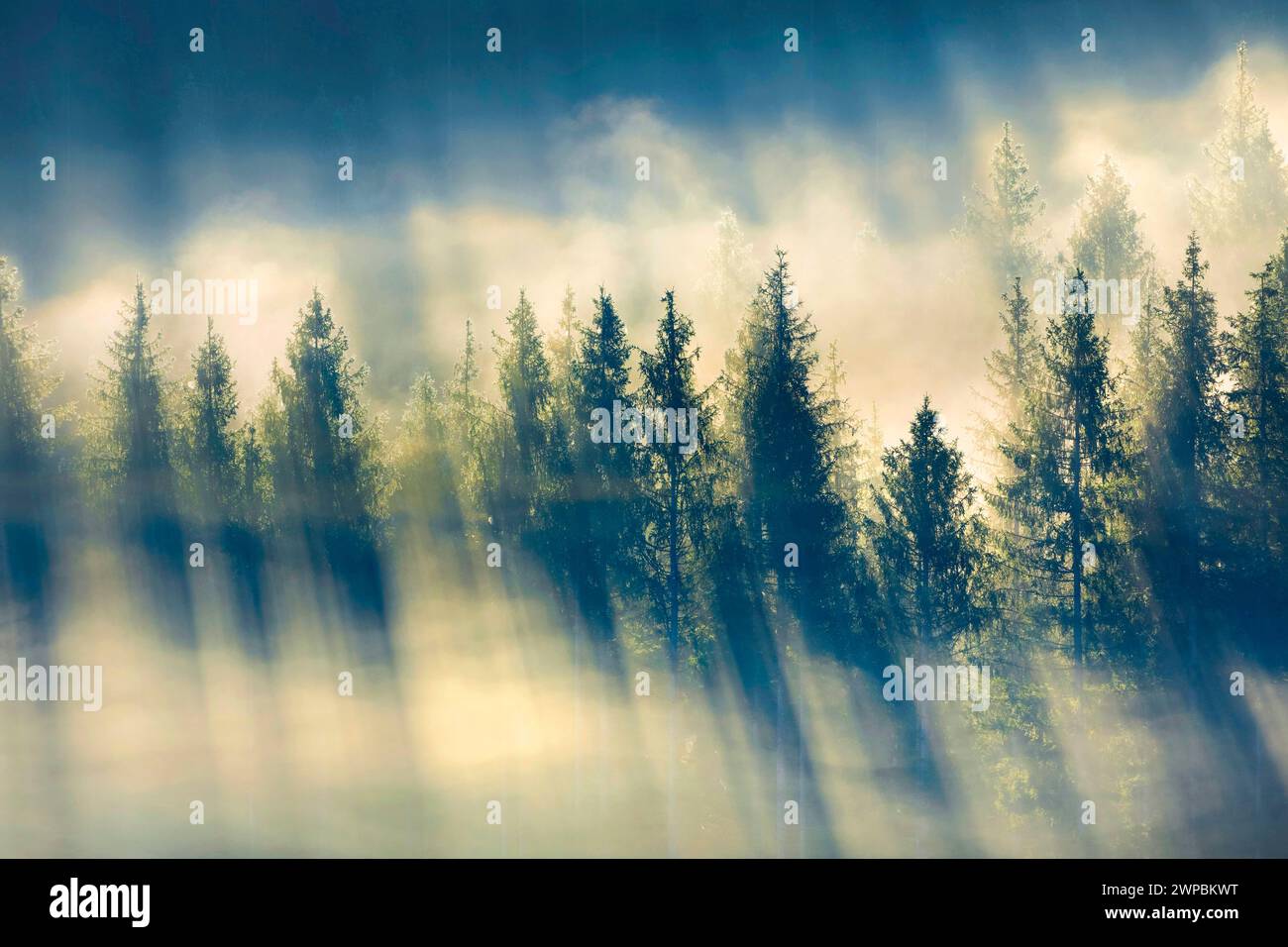 Norway spruce (Picea abies), Fog and forest in Oberaegeri, Switzerland, Kanton Zug, Oberaegeri Stock Photo