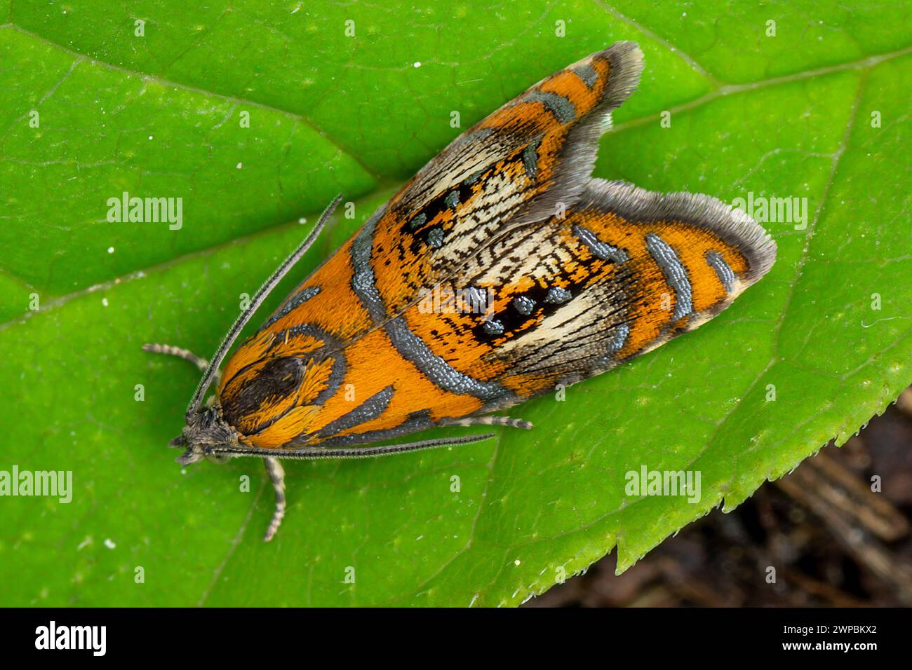 Arched Marble, tortrix moth (Olethreutes arcuella, Olethreutes arcuana), sitting on a leaf, Germany, Bavaria, Murnauer Moos Stock Photo
