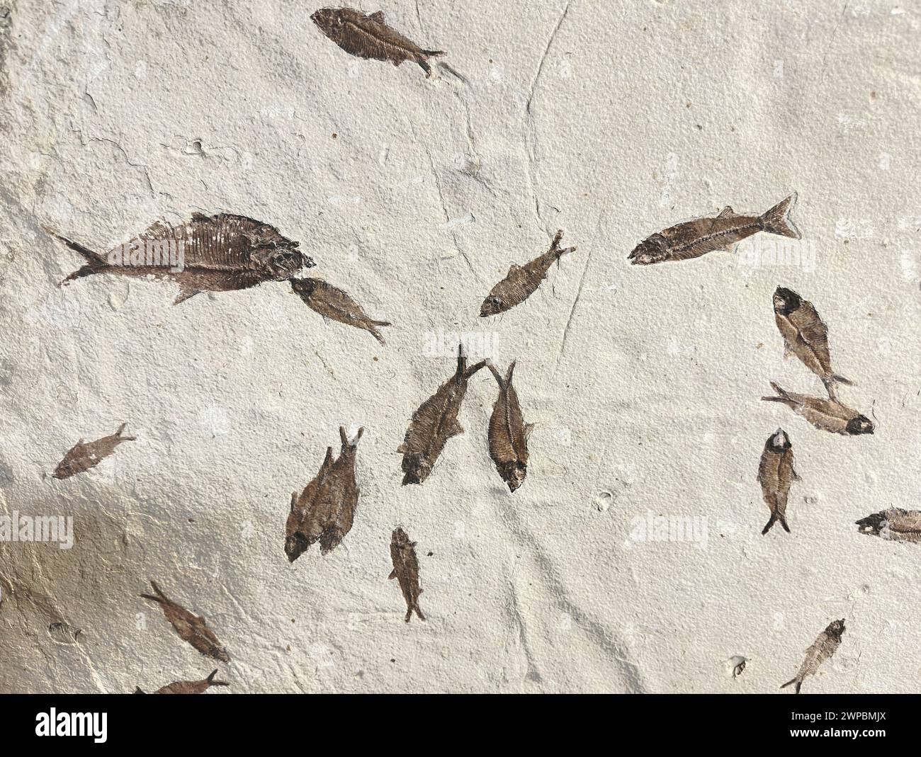 Large flat rock Knightia Death Plate displays fossils of small boned fish related to herring found in Green River area of Wyoming. See bones & fins. Stock Photo