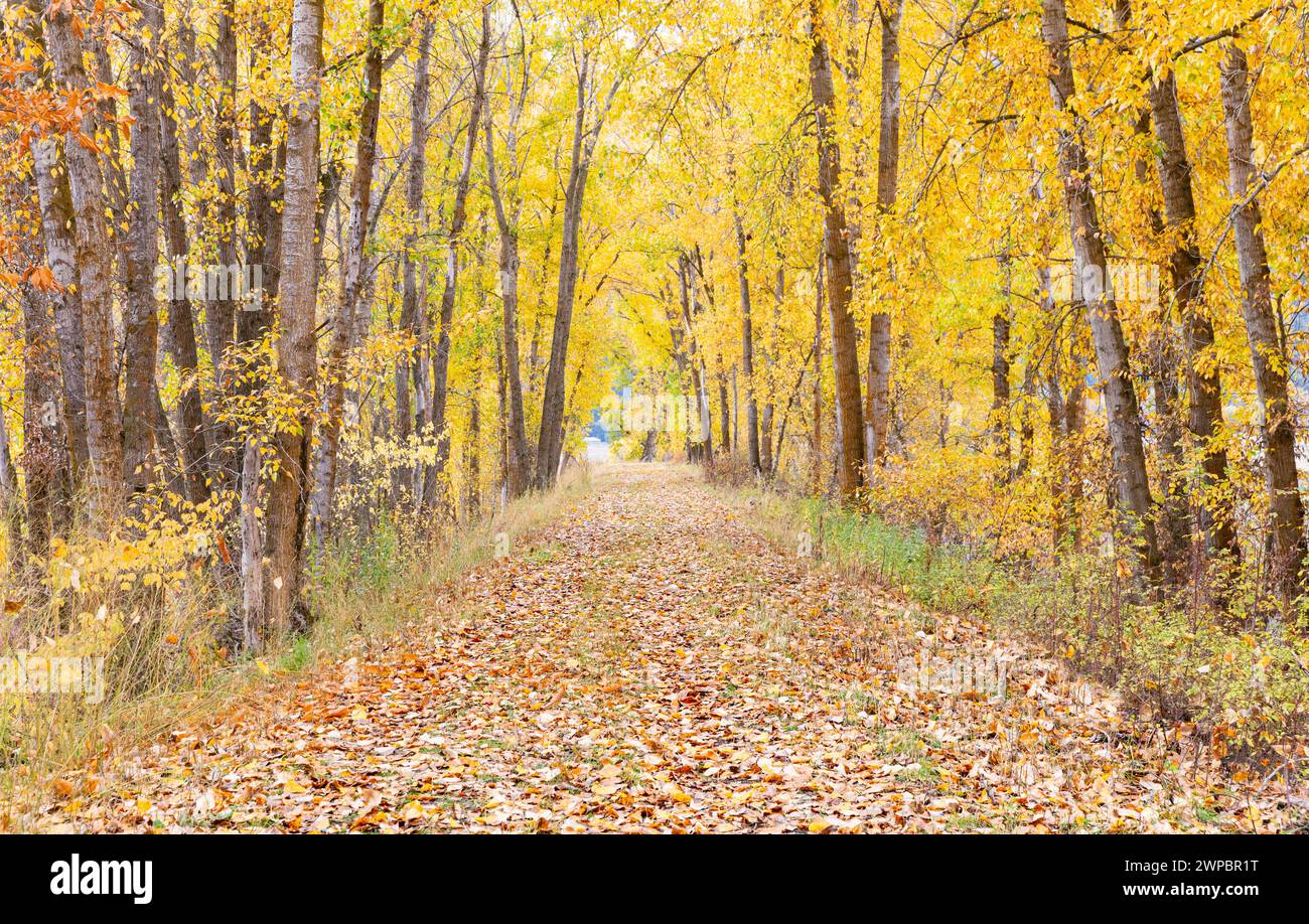 Trail through the Cottonwoods in Fall Season Stock Photo - Alamy