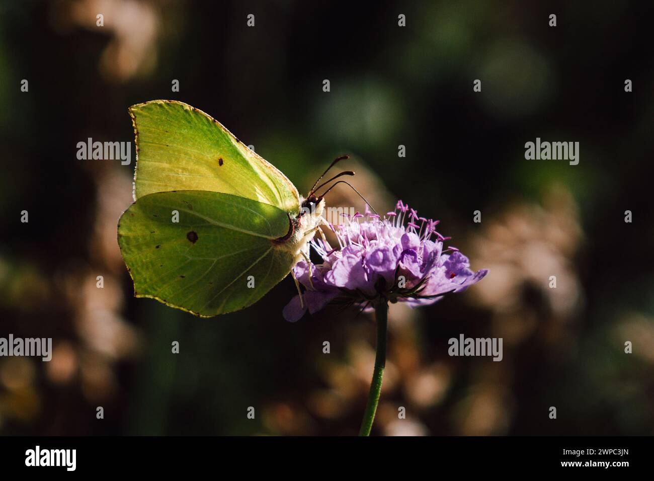 Pretty little butterfly on a flower ( Gonepteryx rhamni ) Stock Photo