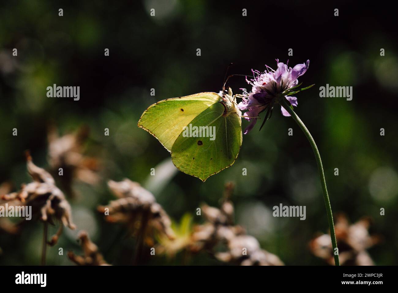 Pretty little butterfly on a flower ( Gonepteryx rhamni ) Stock Photo