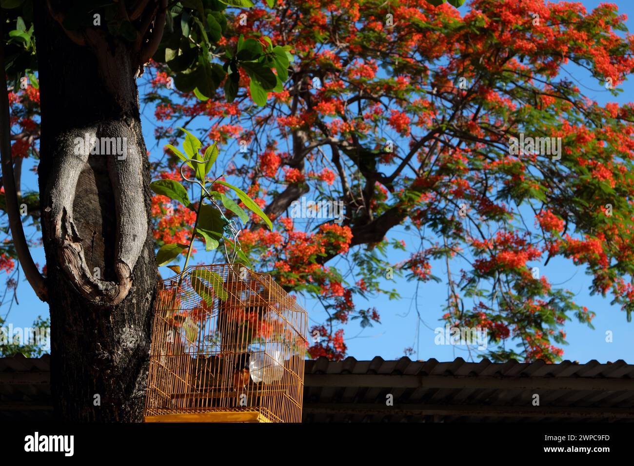 Amazing scene morning with bird cage hang on Terminalia Catappa tree under blue sky and Red phoenix flower blossom vibrant in summertime Vietnamese Stock Photo