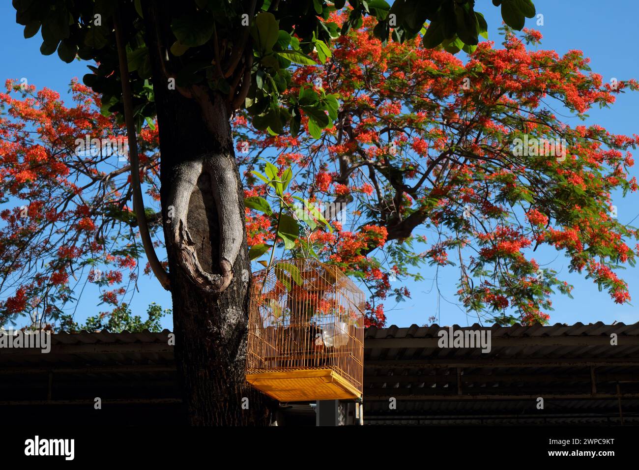 Amazing scene morning with bird cage hang on Terminalia Catappa tree under blue sky and Red phoenix flower blossom vibrant in summertime Vietnamese Stock Photo