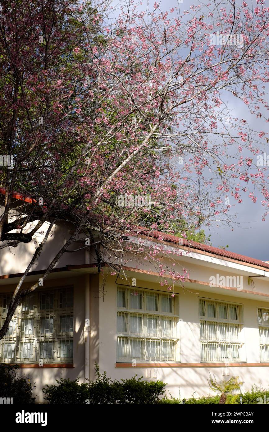 Campus of Dalat Univercity with ancient architecture, Mai Anh Dao flower or Sakura bloom in pink when spring Stock Photo
