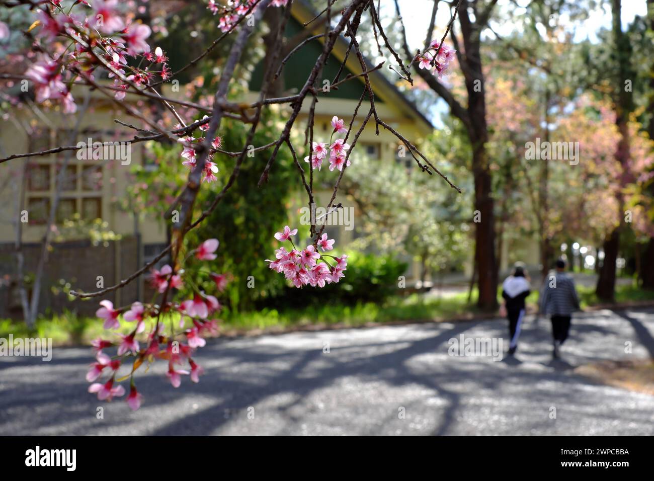 Couple walking together on way in Dalat University park with Mai Anh Dao blossom, healthy lifestyle with sport at morning Stock Photo
