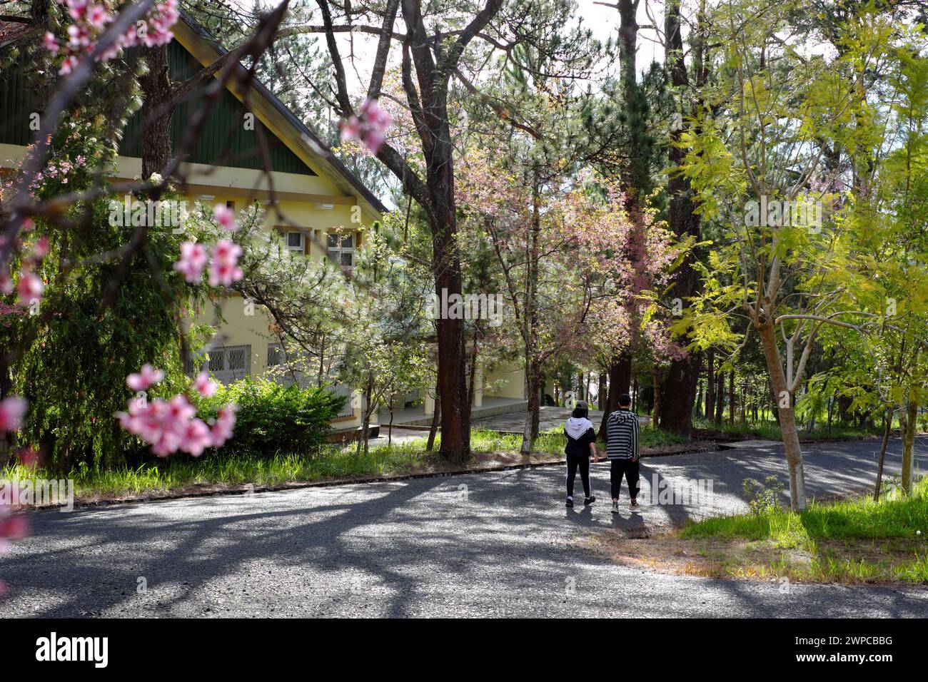 Couple walking together on way in Dalat University park with Mai Anh Dao blossom, healthy lifestyle with sport at morning Stock Photo