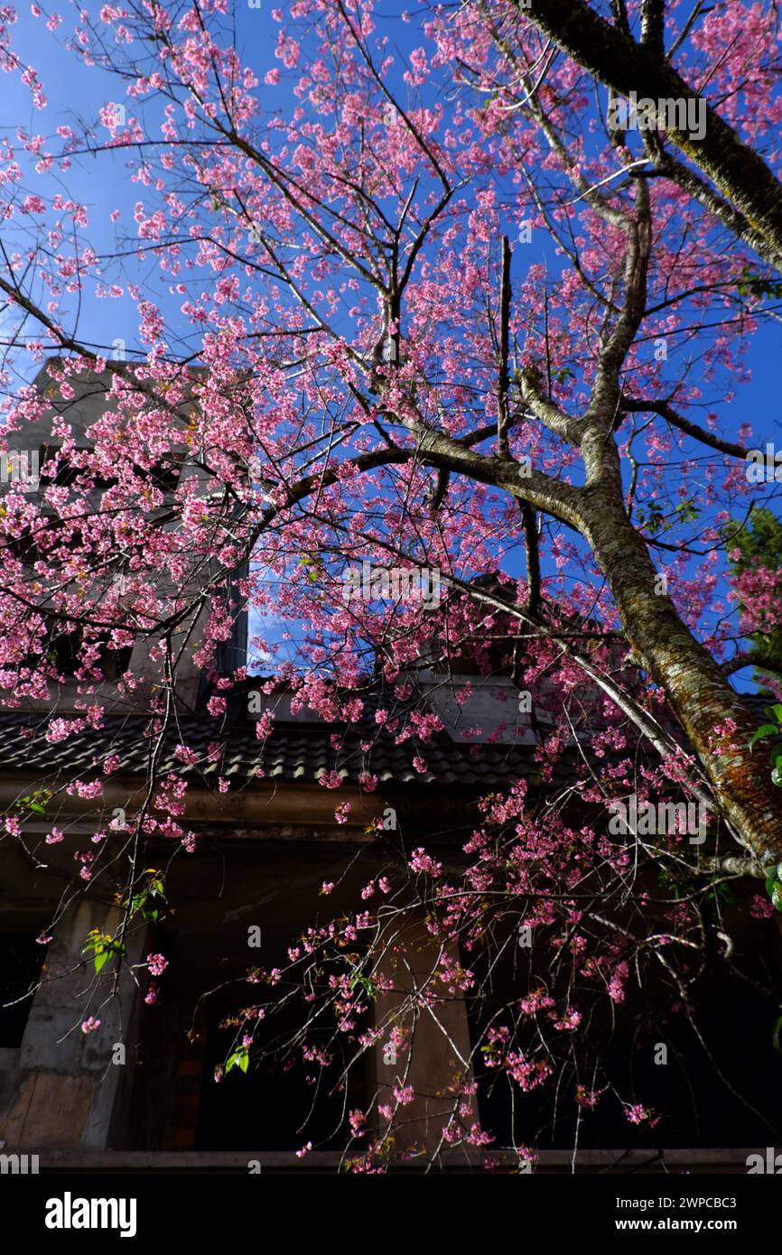 Amazing Da Lat cherry blossom bloom in pink from Sakura tree,  big trunk of Mai Anh Dao on old building background from bottom view under blue sky spr Stock Photo