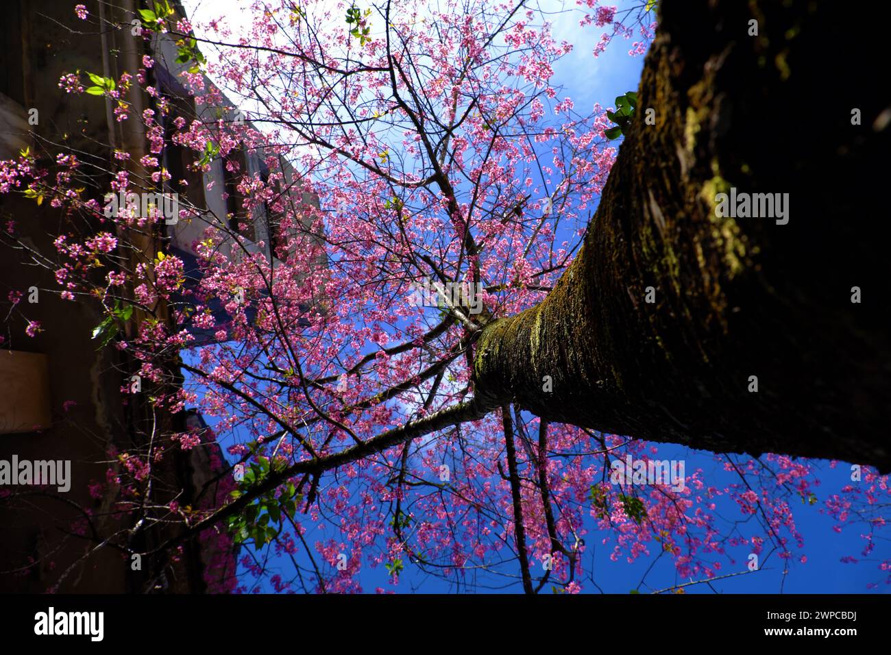 Amazing Da Lat cherry blossom bloom in pink from Sakura tree,  big trunk of Mai Anh Dao on old building background from bottom view under blue sky spr Stock Photo