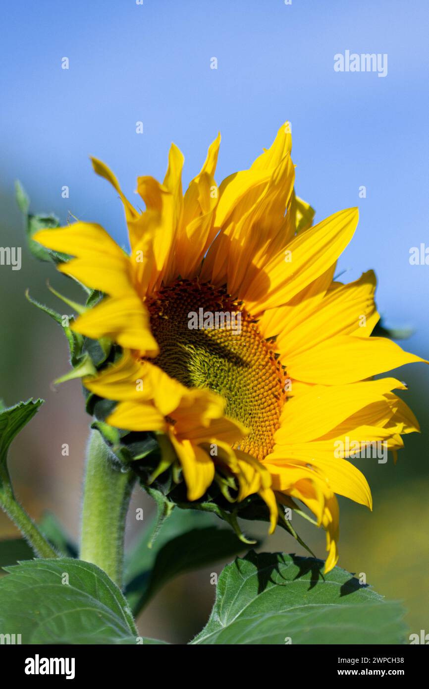 Sunflower close-up in the field on a sunny day. Stock Photo