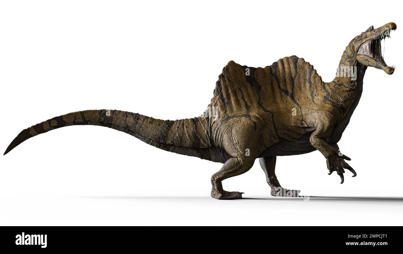 Spinosaurus is a genus of spinosaurid dinosaur that lived in what now is North Africa during the Cenomanian late Cretaceous period. Stock Photo